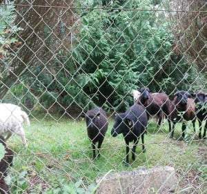 Petite balade par bois Violent - Moret-Loing-et-Orvanne - 4