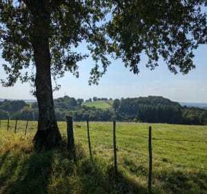 Entre prés et forêts autour du Buenne - Clairvaux-d'Aveyron - 4