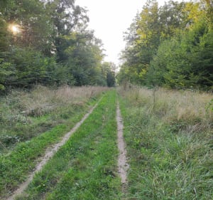 Balade apaisante entre champs et forêts du Buisson Robin - Clénay - 3