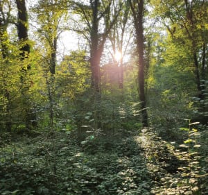 Balade apaisante entre champs et forêts du Buisson Robin - Clénay - 4