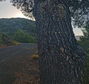 Boucle Tautavel, gorges du Gouleyrous - Tautavel - 3