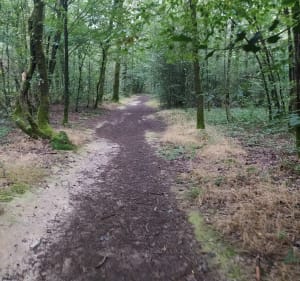 Parcours de la Forêt de Grasla - Les Brouzils - 3