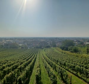 Autour de la Kilbs - Obernai - 3