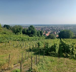 Autour de la Kilbs - Obernai - 4