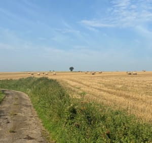 Sur les routes de campagne de Culem vers la Wattine - Bayenghem-lès-Éperlecques - 3