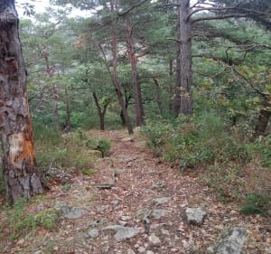 Dans les bois d'Essalois par les Camaldules - Chambles - 3