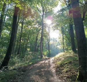 Autour du Plateau d'Écrouves par le Bois de Mortemoselle - Écrouves - 5