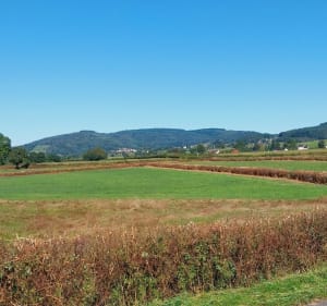 Boucle entre Marmagne et St-Symphorien-de-Marmagne - Pascal - 4
