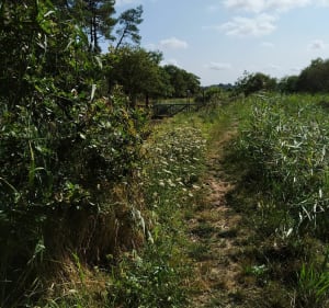 Balade arzalaise entre sentier botanique et La Vilaine - Arzal - 3