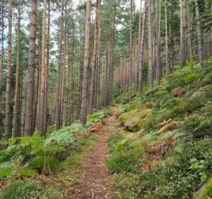 Depuis le belvédère, vues sur Fréland et forêt du Kalblin - Fréland - 5