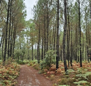 Tour de Villandraut par la forêt - Villandraut - 4
