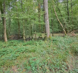 Luppy et Béchy, par le Bois des Saules - Luppy - 4