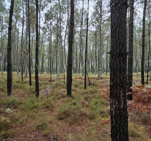 Tour de Villandraut par la forêt - Villandraut - 5