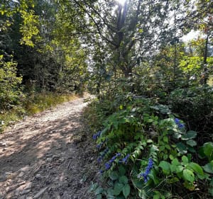 Biegowo na Średni Groń - Tylmanowa - 4