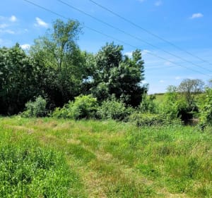 Balade en campagne le long de la Vienne - Dangé-Saint-Romain - 3