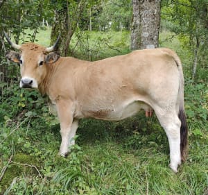 De Saint-Chély-d'Aubrac vers Saint Côme d'Olt - Saint-Chély-d'Aubrac - 4