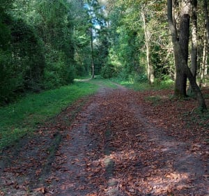 Boucle sur l'Île de Torcy - Torcy - 5