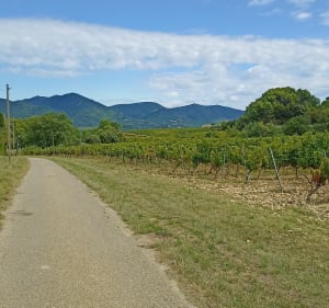Balade autour de Mirabel Aux Baronnies - Mirabel-aux-Baronnies - 4