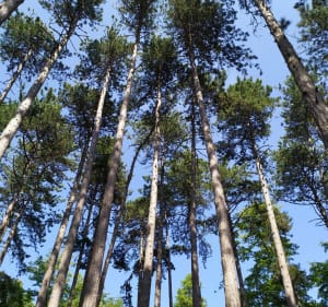 Barr, vignes, forêts et rues pavées, par Belle-Vue - Barr - 4