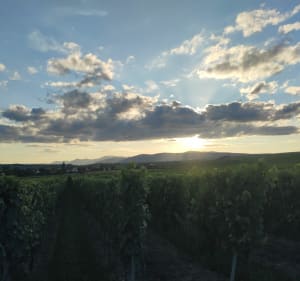 Sentier des croix depuis Traenheim - Traenheim - 3