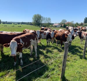 Tour des vaches à Vercel-Villedieu-le-Camp - Vercel-Villedieu-le-Camp - 5