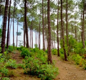 Balade en Forêt des Landes - Biscarrosse - 3