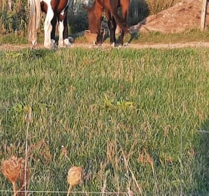 Gours et le Meillac, entre patrimoine, vignobles, prairies et bois - Gours - 4