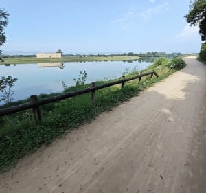 Entre Dombes et Saône - Villeneuve - 5