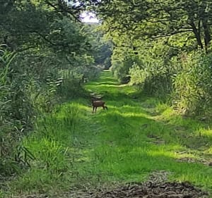 A la rencontre des êtres de la forêt de Clairmarais - Clairmarais - 3
