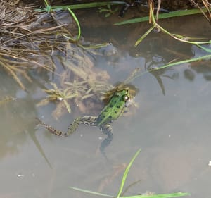 A la rencontre des êtres de la forêt de Clairmarais - Clairmarais - 5