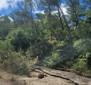 Forêt de Gréasque et les Revaux - Gréasque - 4