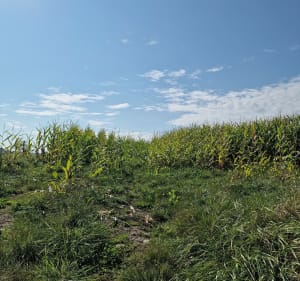 Le sentier des soldats depuis Romagne, par Côte Dame Marie - Romagne-Sous-Montfaucon - 3