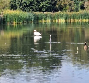 Départ du parc Florimond vers Terry de Fouquières par l'étang de Pêche de Harnes - Harnes - 5