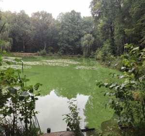 Park Zielona w Dąbrowie Górniczej - Dąbrowa Górnicza - 3