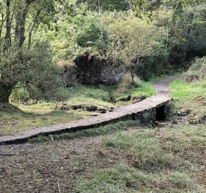 Bois de Roscouré au bord de l'Odet - Combrit - 4