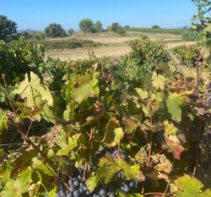 Balade autour d’Aigremont dans le Piémont Cévenol - Aigremont - 4
