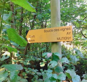 De Mutigny à Ay - Mutigny - 4