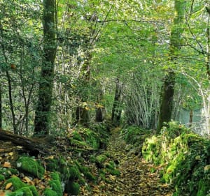Chemin des Abbesses - circuit 2 - Combressol - 5