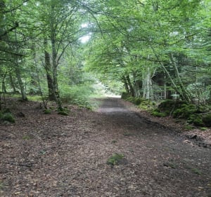 Le cœur de l'enchanteur et Cheire du Puy de Côme - Saint-Ours - 4