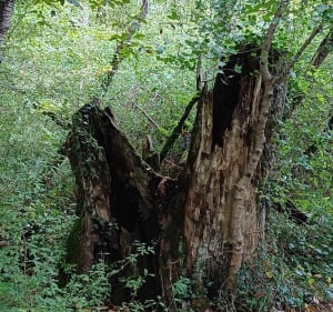 Balade entre forêt de Chizé et Les Fosses - CLAUDE - 3