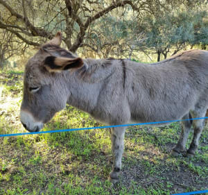 Randonnée à la Bastide Neuve au départ de la Treille - Marseille - 3