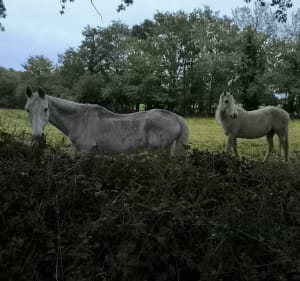 Dans la forêt de Férel et Grée du Gastre - Férel - 3