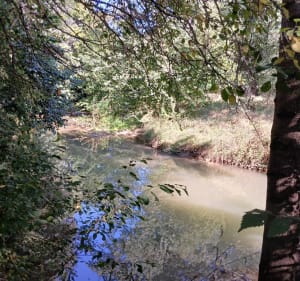 Balade le long de la Lèze - Labarthe-sur-Lèze - 5