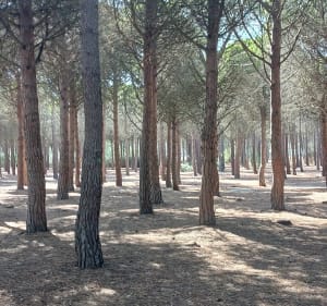 Les pinèdes du Barcarès - Le Barcarès - 3