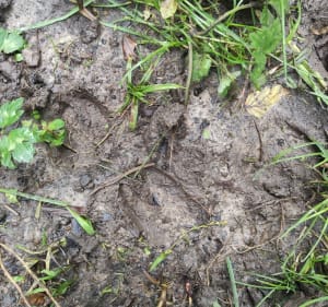Sur les traces du cerf élaphe - CORINNE - 3