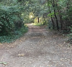 Entre champs forêt et plage - Saint-Georges-de-Didonne - 3
