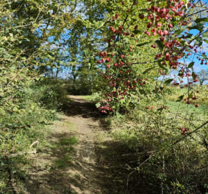 De Villeneuve à la Pierre Brune de Rancé - Villeneuve - 4