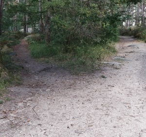 Balade du dimanche pour toute la famille - Fontainebleau - 5