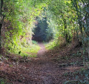 Balade de Tuffé à St-Denis-des-Coudray - Tuffé-Val-de-la-Chéronne - 3