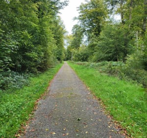 Boucle dans les Bois de La Londe-Rouvray - La Londe - 3